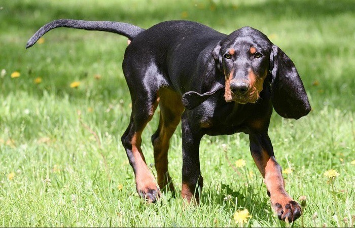 hunting dog hunting dog