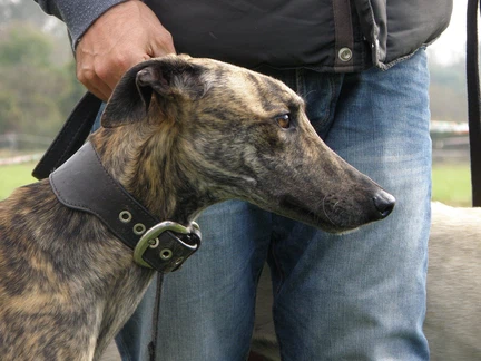 hungarian-greyhound-50165241280 hungarian-greyhound-50165241280