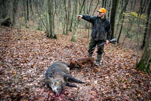 Why Wild Boar Hunting Is Growing Around the World