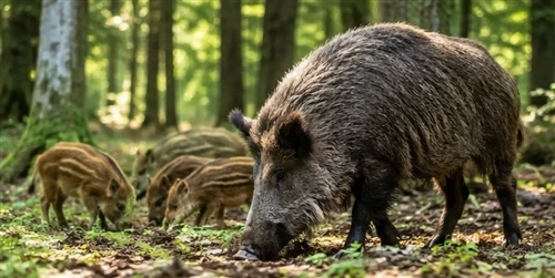 How to Read Wild Hog Movement: Understanding Their Daily Patterns and Behavior
