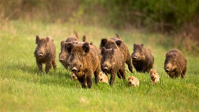 How Dangerous Is Wild Boar Hunting?