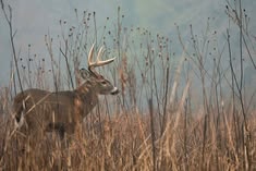 Why Hunting Is More Than Just A Sport