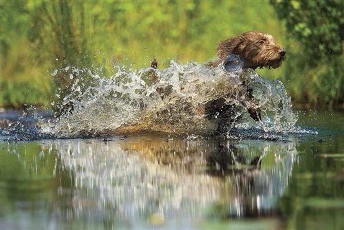 Common Injuries Hunting Dogs Face in The Field