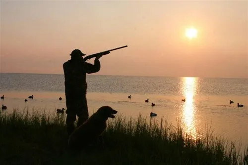 Day Hunting Vs Night Hunting: Key Differences