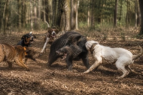 Bay Dogs Vs. Catch Dogs: What's The Difference?