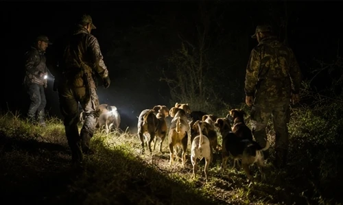7 Common Mistakes Every Beginner Hog Hunter Should Avoid