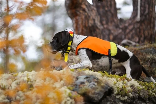 How Far Can A Hunting Dog Be Tracked? Understanding GPS Range In The Field