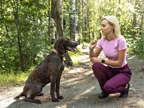 How To Train A Hunting Dog For Long-Distance Tracking