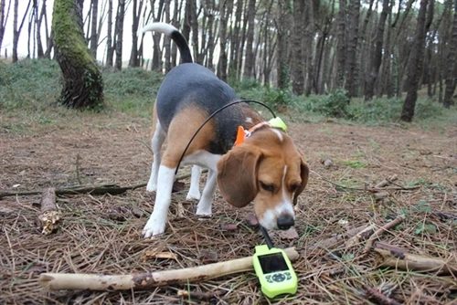 Can GPS Dog Trackers Work In Mountains? What Hunters Need To Know